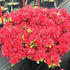 Autumn Fire Encore Azalea shrub with red blooms