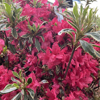 Silver Sword Variegated Azalea