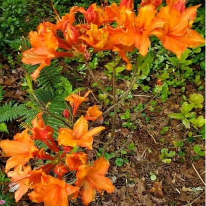 Sunbow Solar Ray Azalea