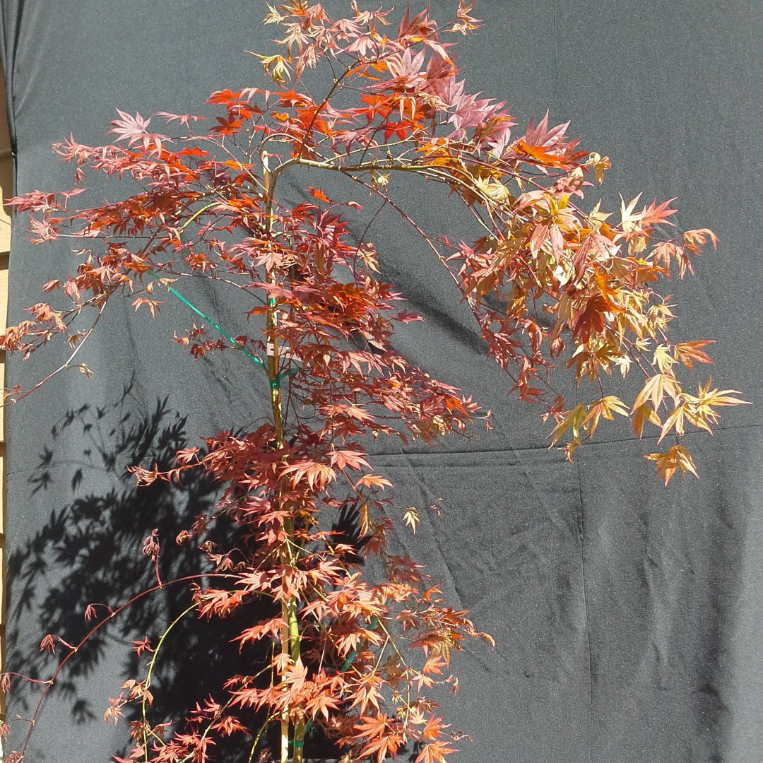 Dragon Tears Japanese Maple