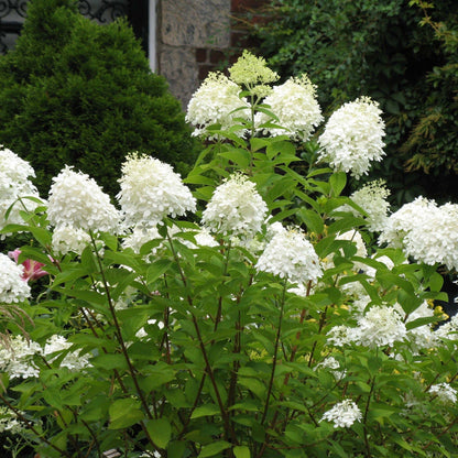 Pee Gee Hydrangea
