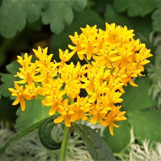 Asclepias tuberosa &