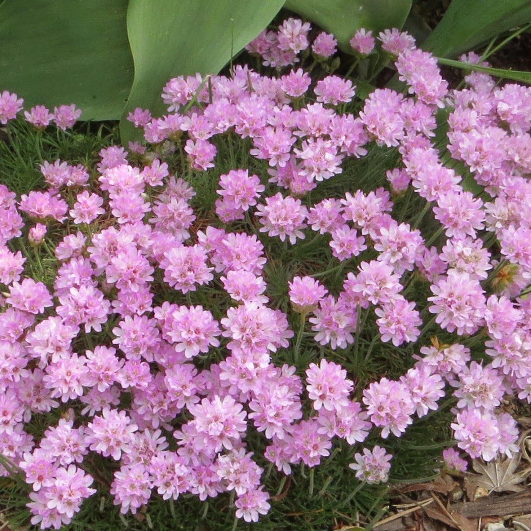Armeria maritima &