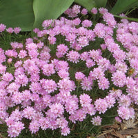 Armeria maritima 'Victor Reiter' Sea Thrift - [EG]