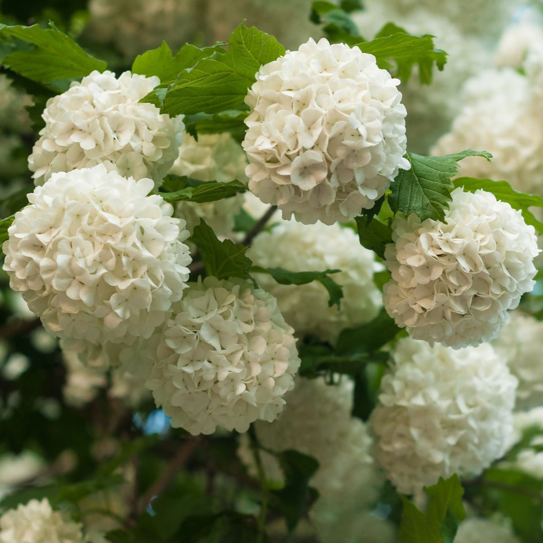 Chinese Snowball Viburnum Shrub with Huge White Bloom Clusters in Garden
