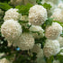 Chinese Snowball Viburnum Shrub with Huge White Bloom Clusters in Garden
