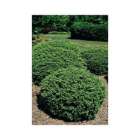 Soft Touch Compact Holly