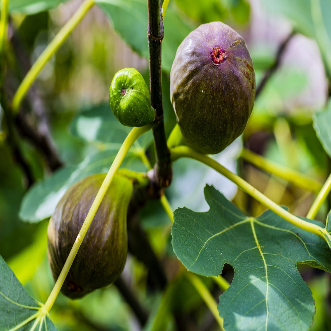 Outdoor garden view of Brown Turkey Fig Tree