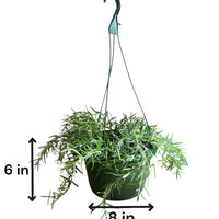 Rosemary 'Prostratus'  Hanging Basket (Live Plant)