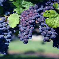 Glenora Blue Seedless Grapes