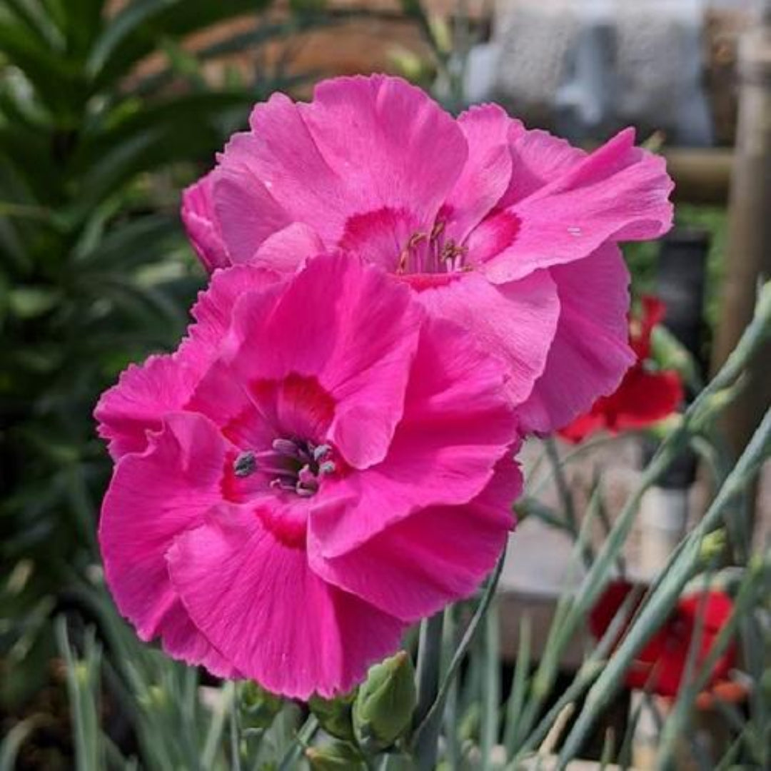 Dianthus American Pie &