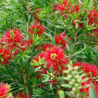 Bottlebrush Light Show