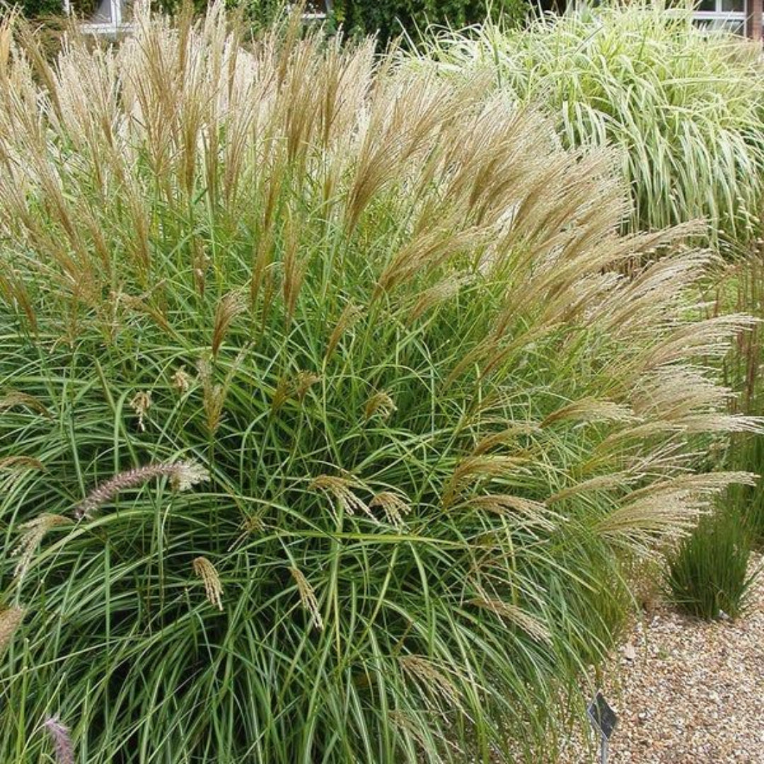 Maiden Grass