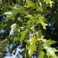 Nuttall Oak | 1-gallon Nuttall Oak - This beautiful oak tree grows at a fast rate and is perfect for zones 6-9. Grown naturally, it reaches a size of 40-60 feet.