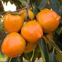 Close-up of ripe persimmon fruit showing yellowish orange color