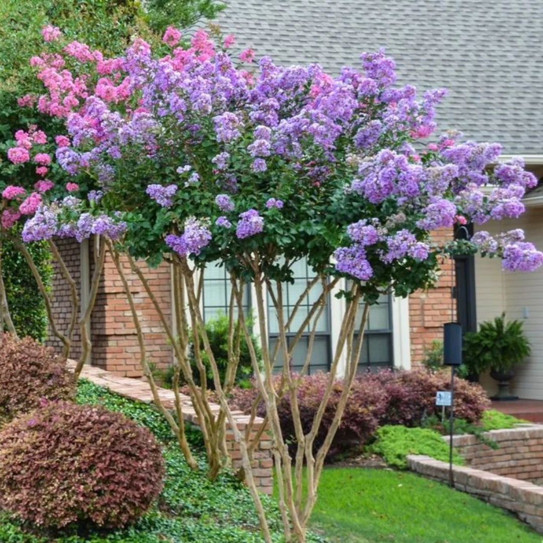 Muskogee Purple Crape Myrtle Tree in Urban Garden