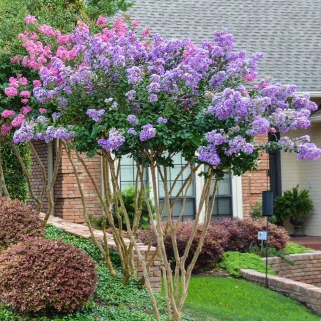 Early Bird Lavender crape myrtle planted in landscape with vibrant lavender flowers