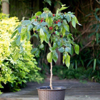 Detailed view of mulberry foliage and developing fruit on a dwarf variety