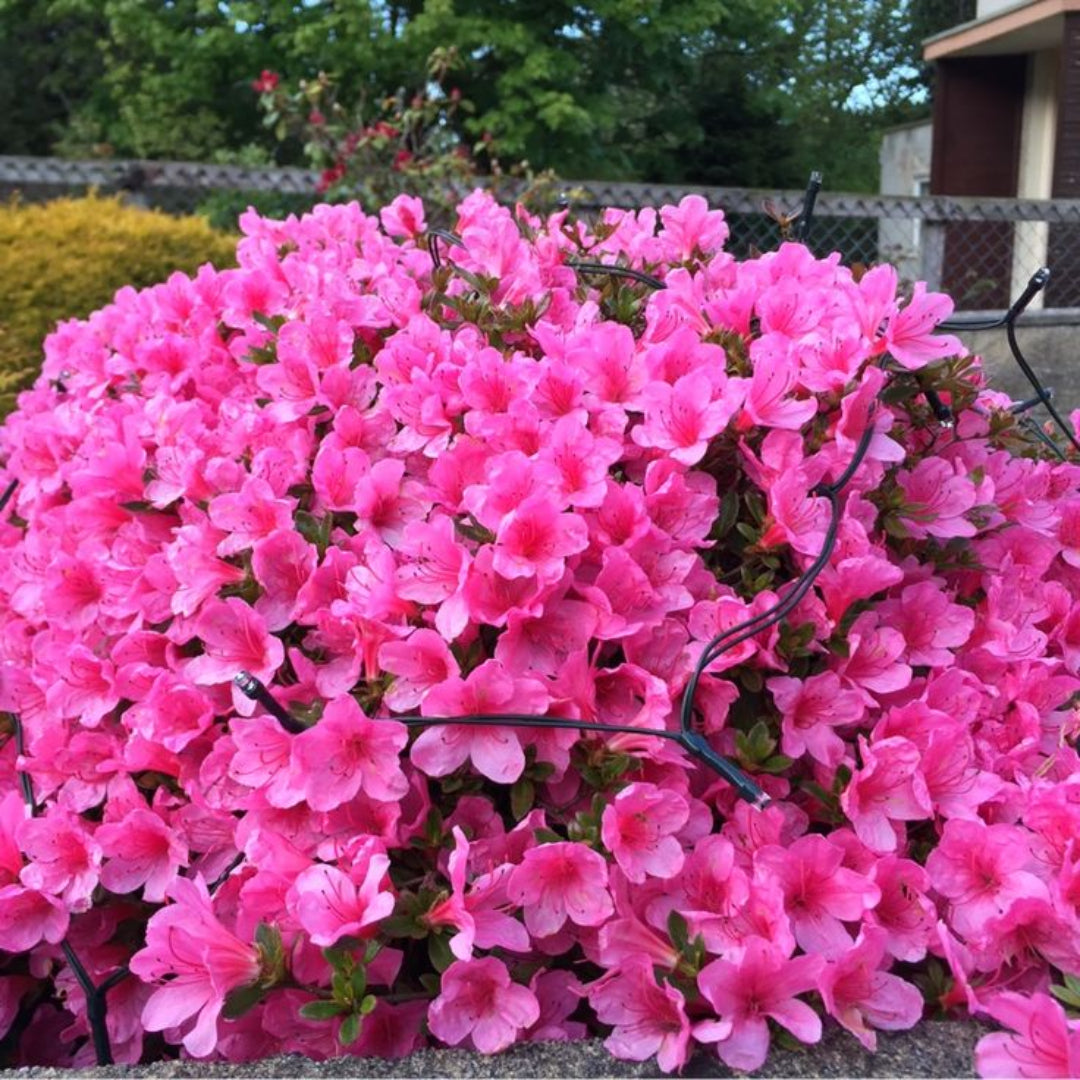 Autumn Carnival Encore Azalea