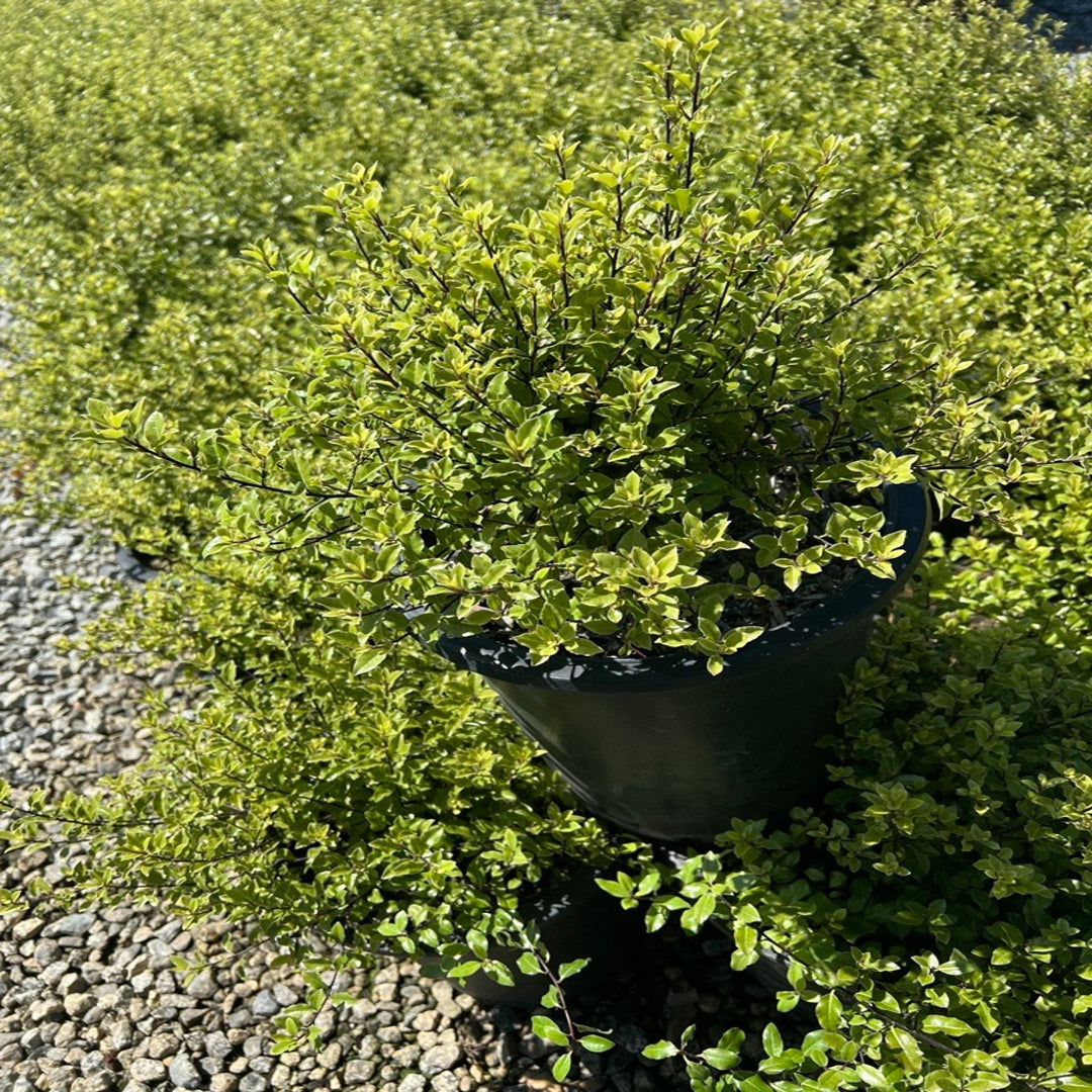 Apollo Winterberry Holly