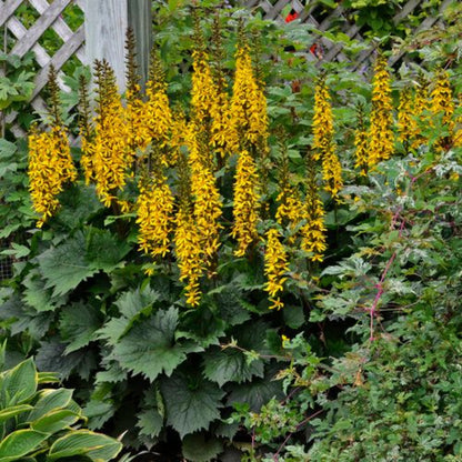 Ligularia Bottle Rocket