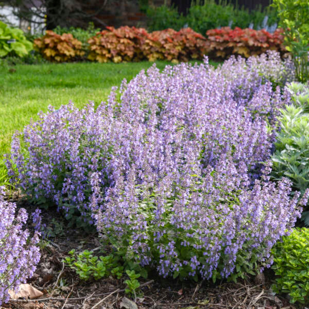 Nepeta faasserii &