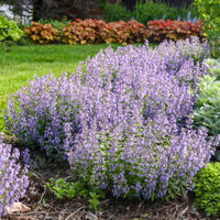 Nepeta faasserii 'Picture Purrfect' - [EG]