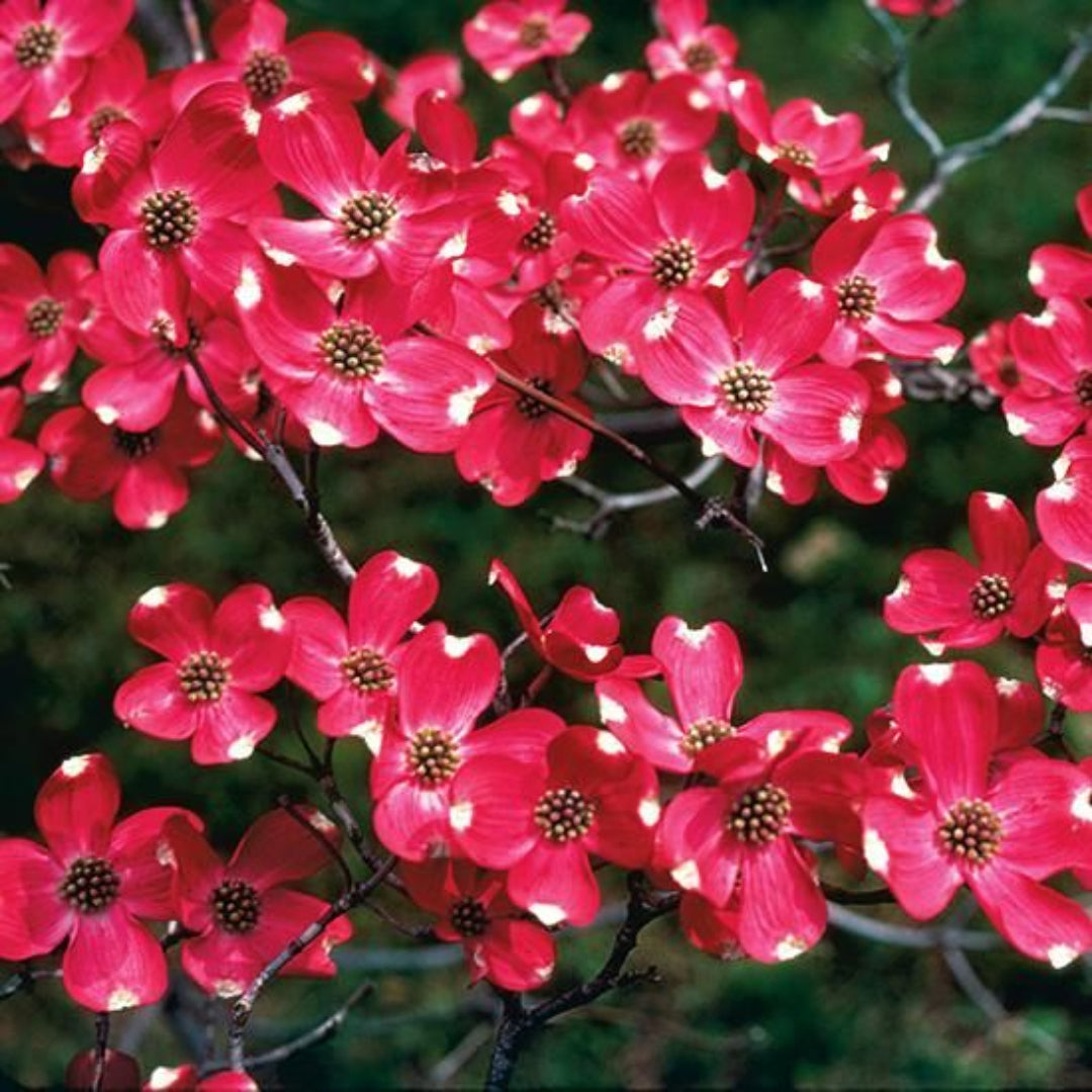 Coral Red Dogwood Trees