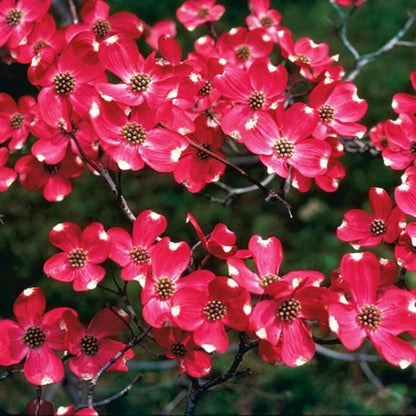 Coral Red Dogwood Trees