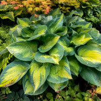 Golden Centered Leaves with Irregular Dark Green Margins
