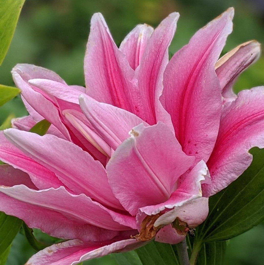 Rose lily Belonica- Colours Sugar Pink Aspect Full Sun or Partial
