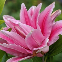 Rose lily Belonica- Colours Sugar Pink