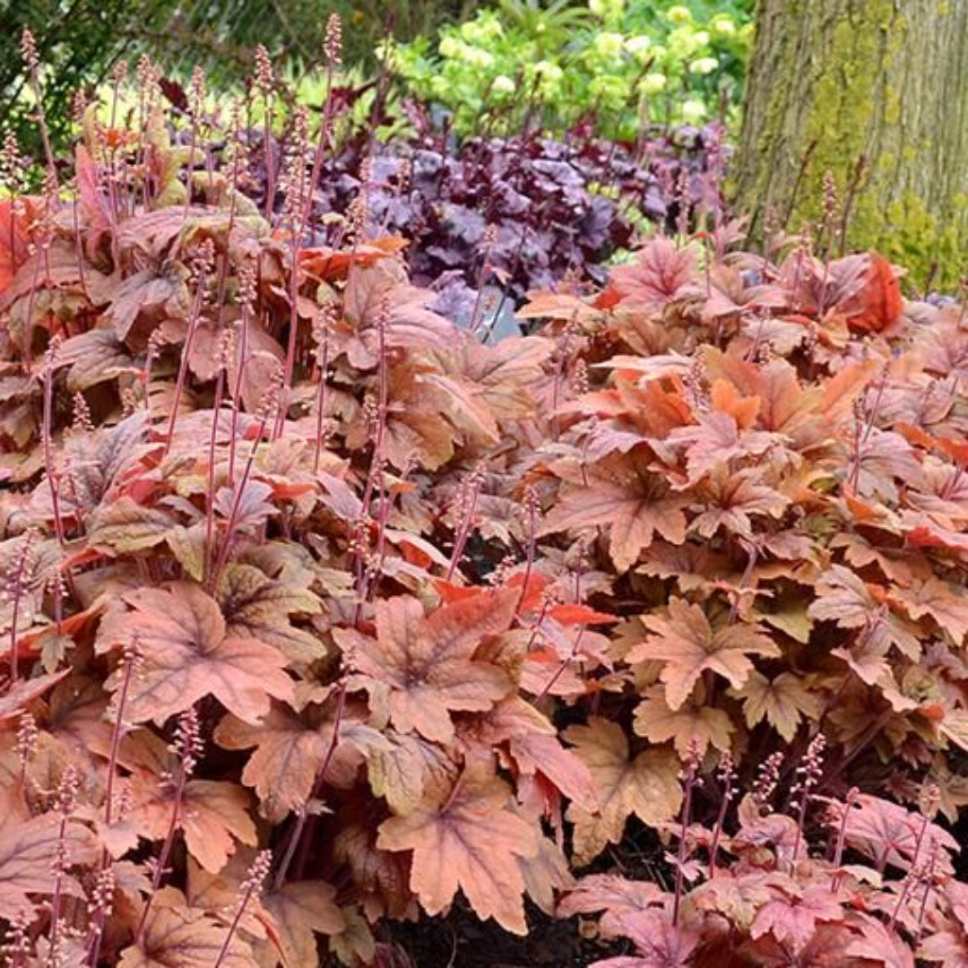 Heucherella Redstone Falls