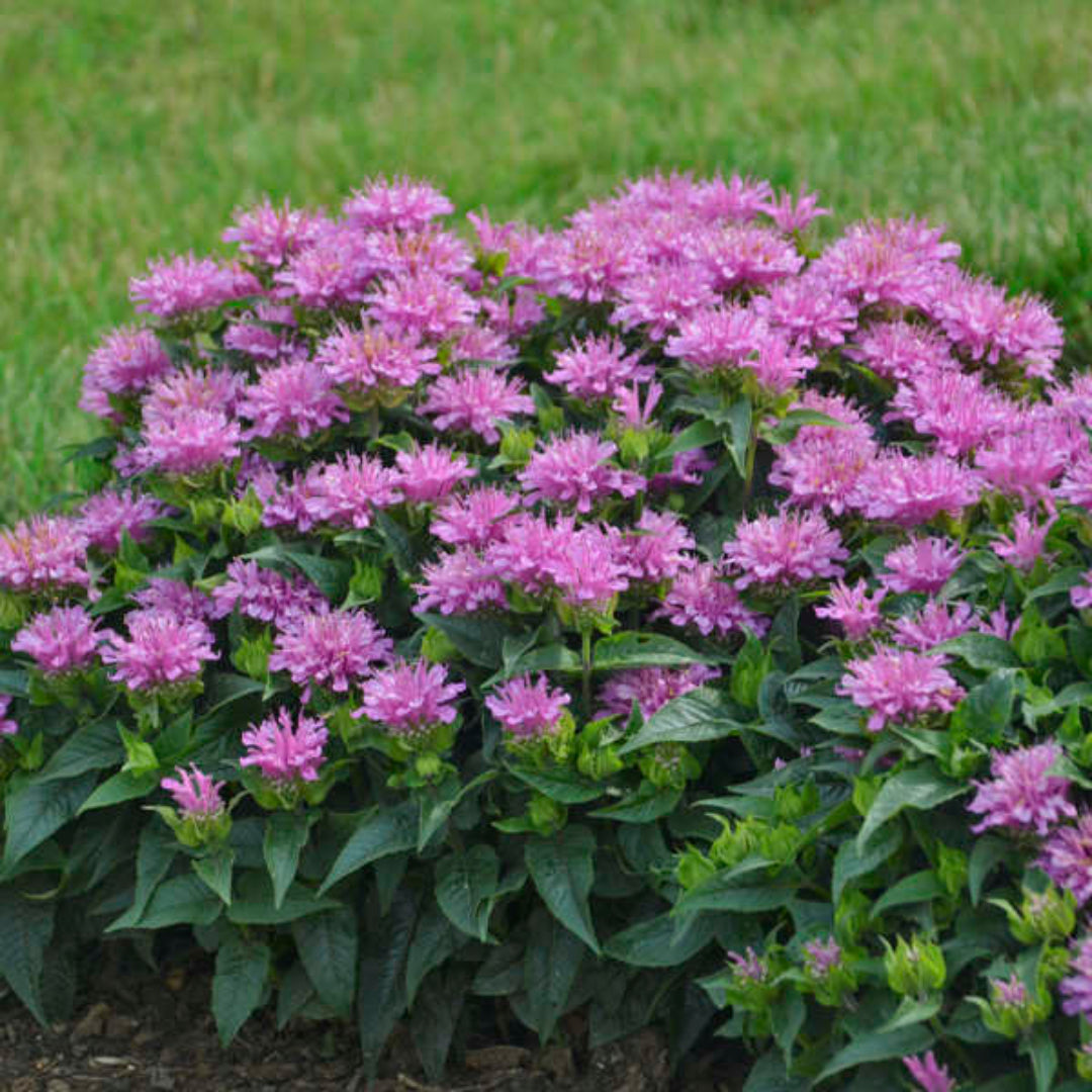 Monarda Didyma Pardon My Cerise Ppaf Bee Balm