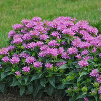 Monarda Didyma Pardon My Cerise Ppaf Bee Balm