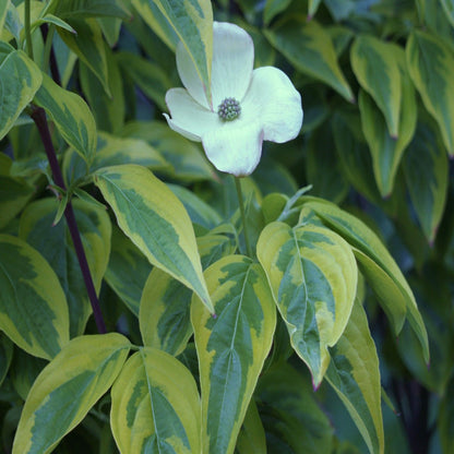 Dogwood Celestial Shadow (Hybrid) Tree