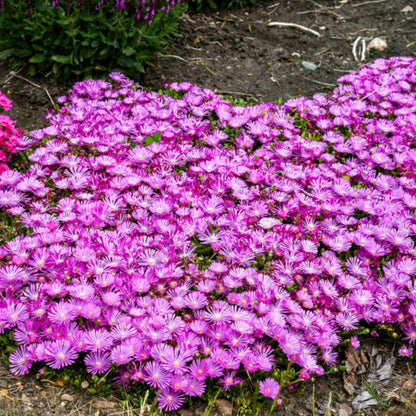 Delosperma Kaleidoscope Orchid Flash - [EG]