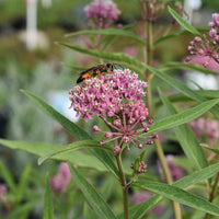 Asclepias incarnata 'Cinderella' Swamp Milkweed - [EG]