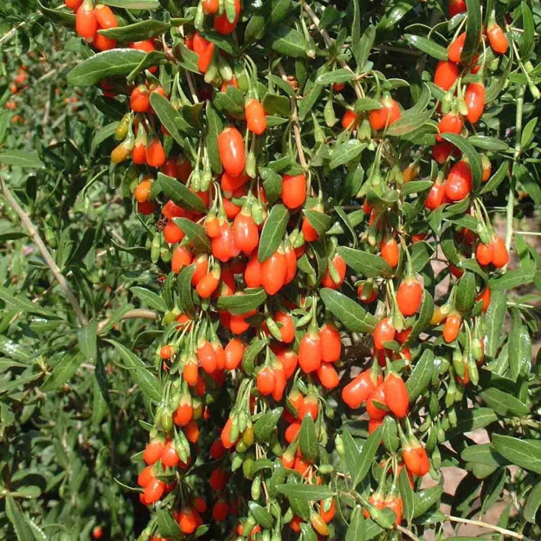 Goji Berry (Wolfberry), Bright Orange