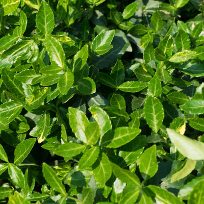 Green Spire Euonymus