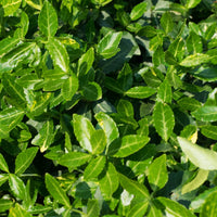 Green Spire Euonymus