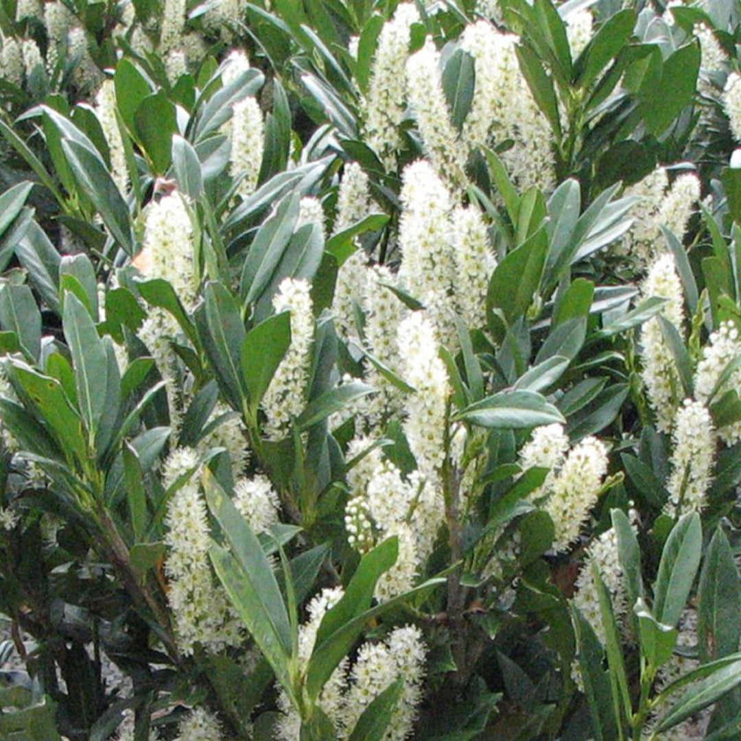 Otto Luyken Cherry Laurel