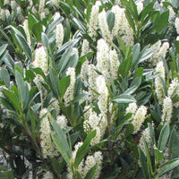 Otto Luyken Cherry Laurel