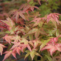 Deshojo Japanese Maple ornamental tree ideal for landscape and patio