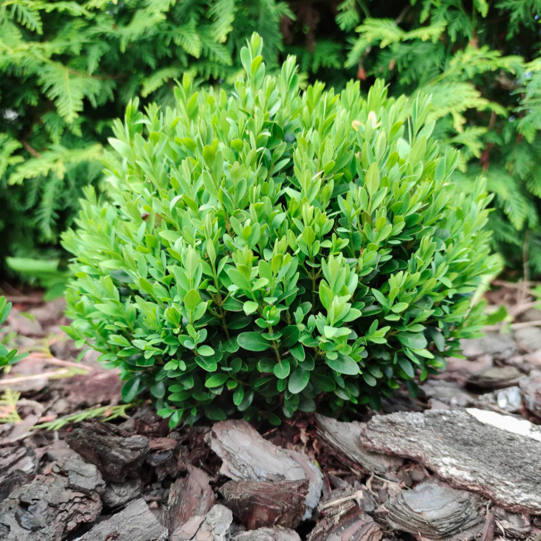 Baby Gem Boxwood