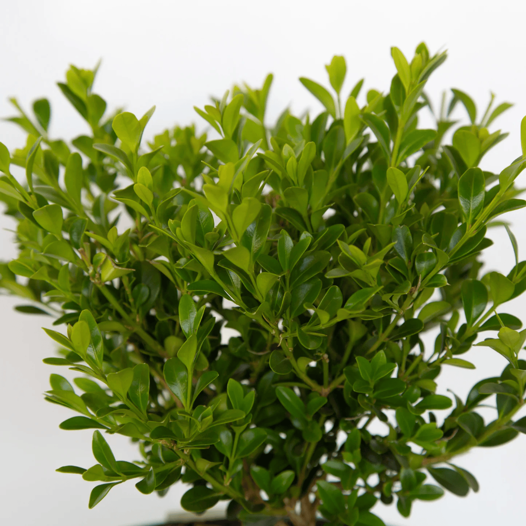 Better Boxwood Heritag
