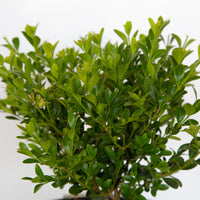 BetterBoxwood Babylon Beauty