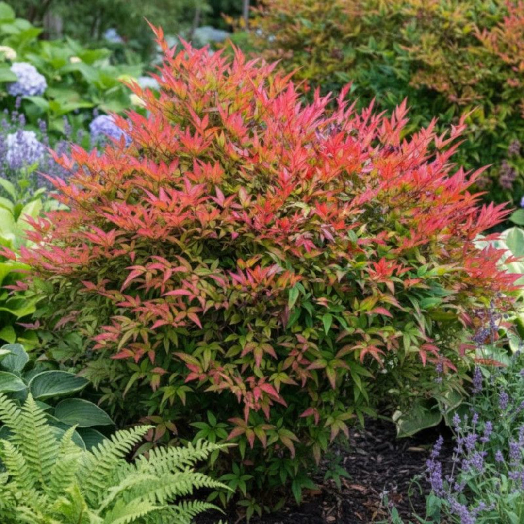 Nandina Gulfstream