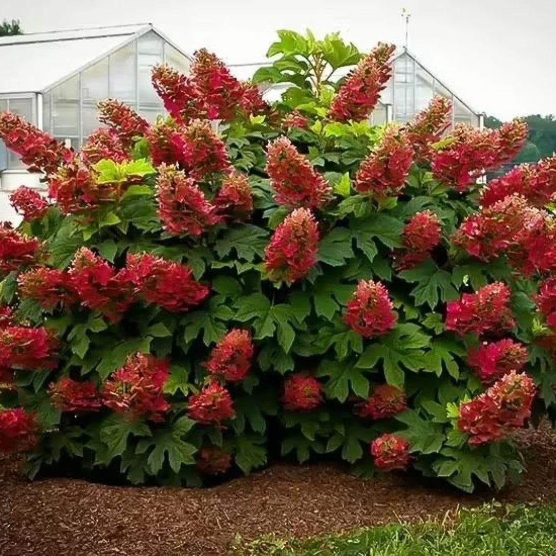 Ruby Slippers Oakleaf Hydrangea