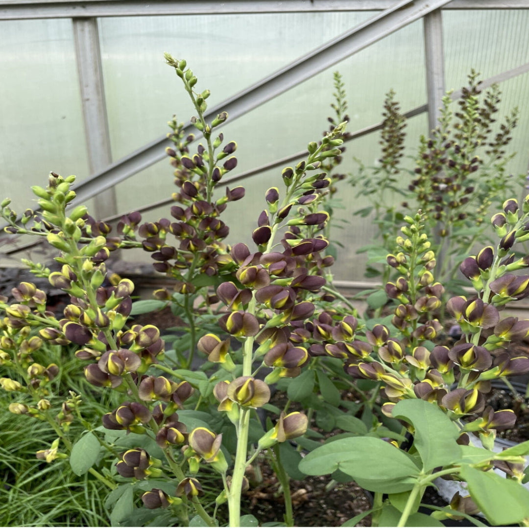 Baptisia Decadence Dutch Chocolate